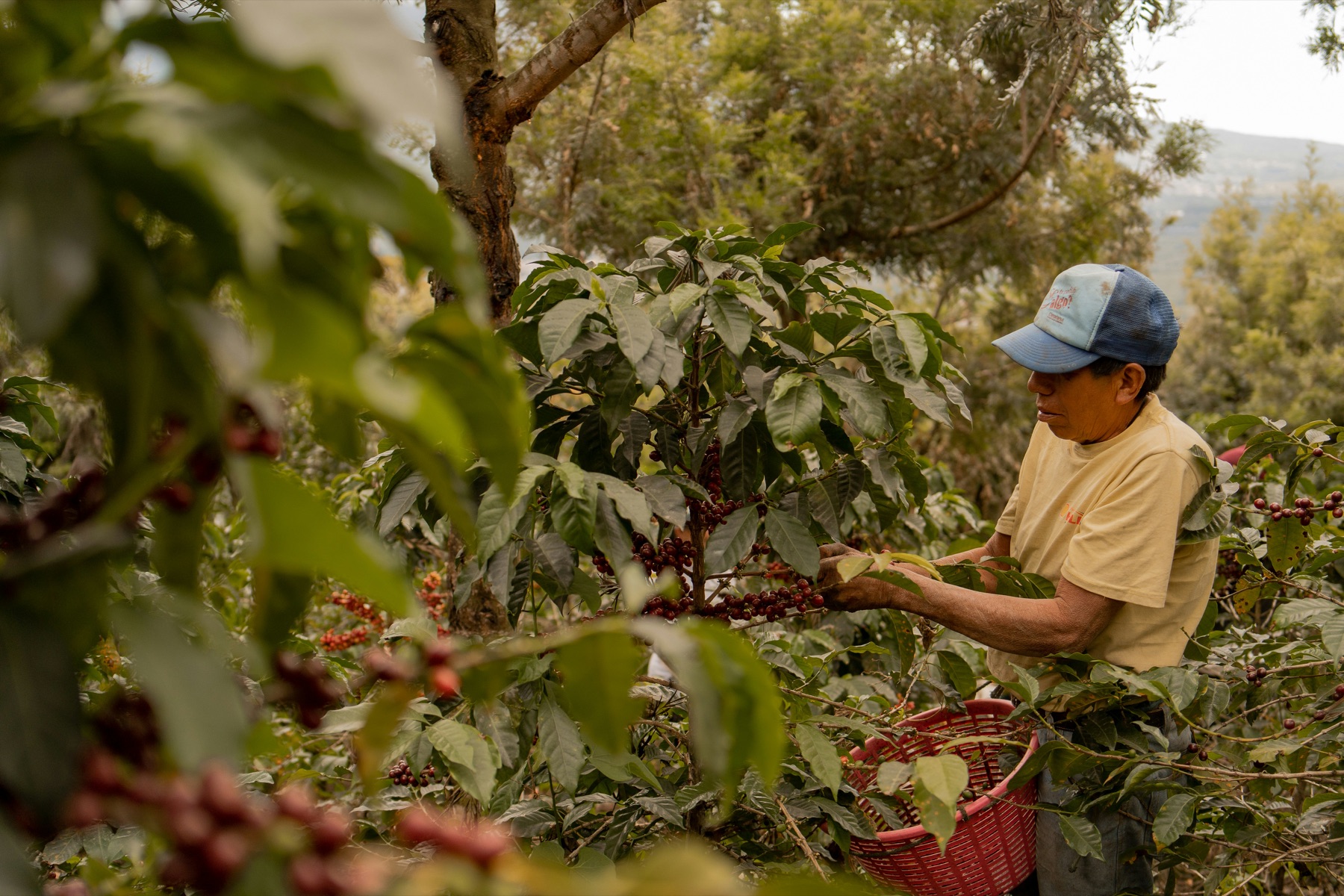 A coffee farmer hand-picking ripe cherries from a tree